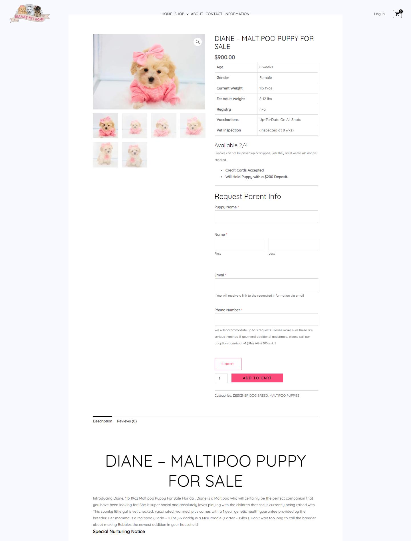buy-diane-maltipoo-puppy-for-sale-diana-s-pet-home-by-tod-dagostino