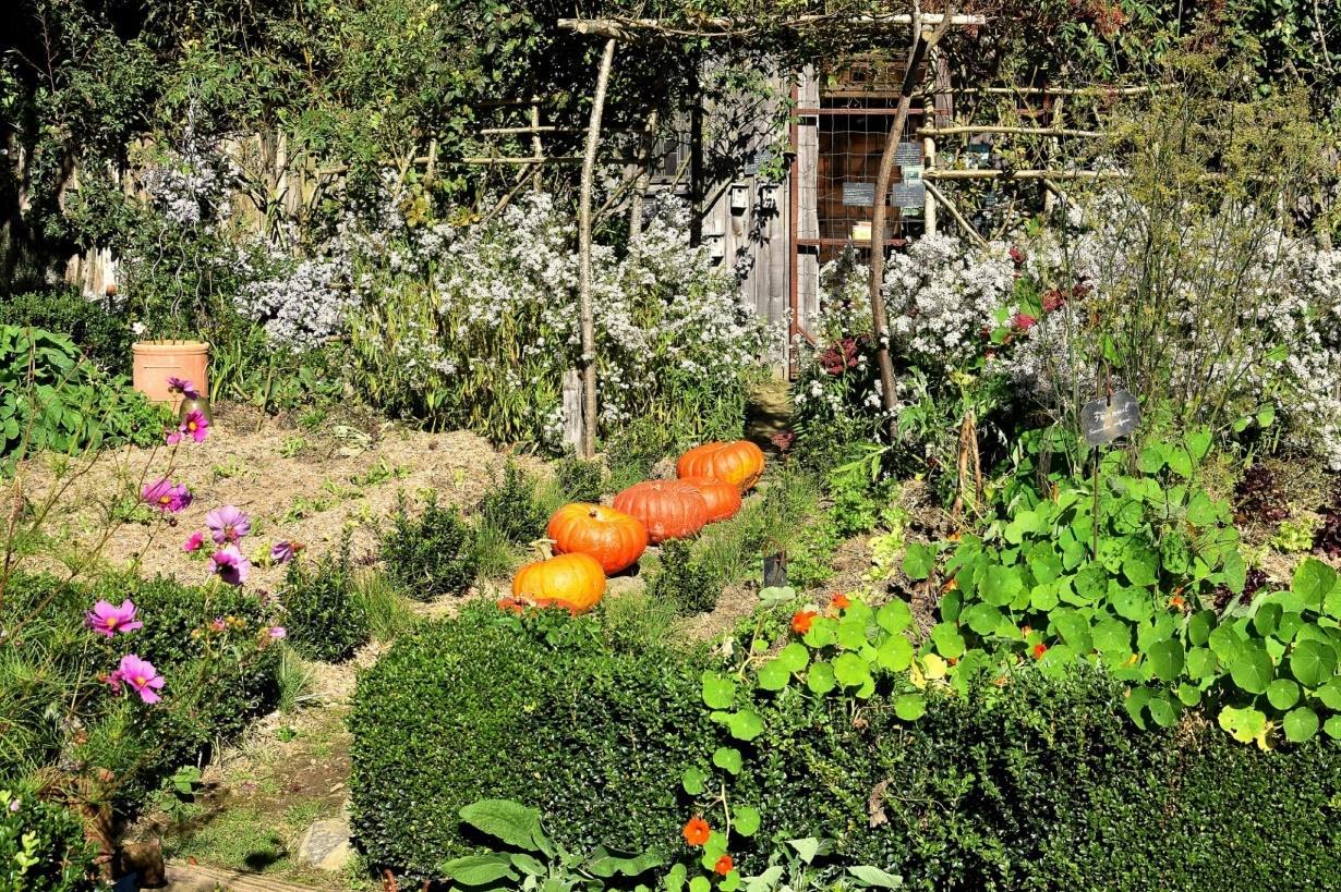 How To Take Care Of Your Mini Residential Vegetable Farm Kitchen