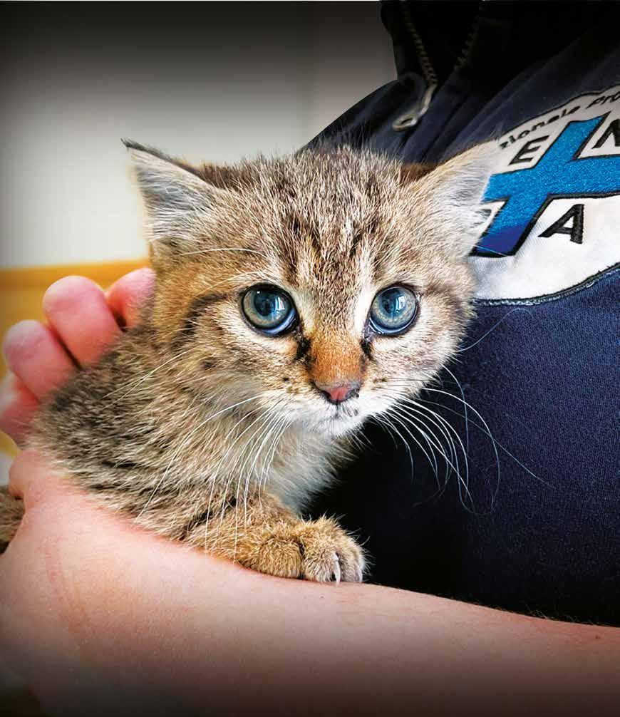 Negozio prodotti CANI E GATTI. OLIO DI LINO BIOLOGICO 250 ml  per la cura del pelo del cani