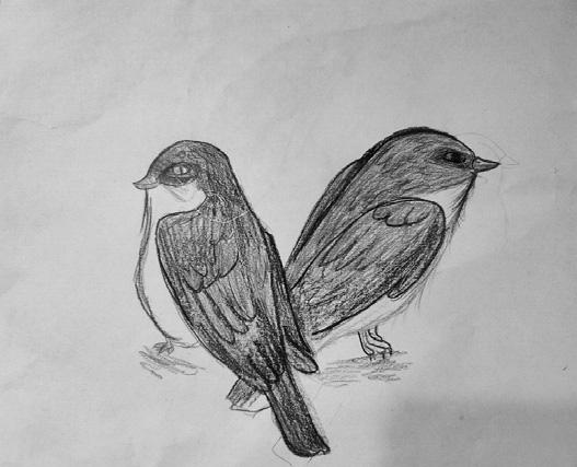 Cover for Backyard Birds -