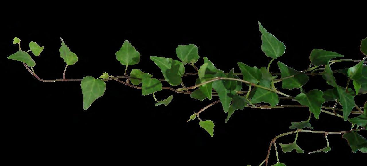 Cover for Hemp Steals the Show at Expo West