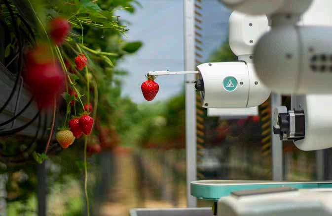 Robot Harvesting at Burlington Berries, Tasmania