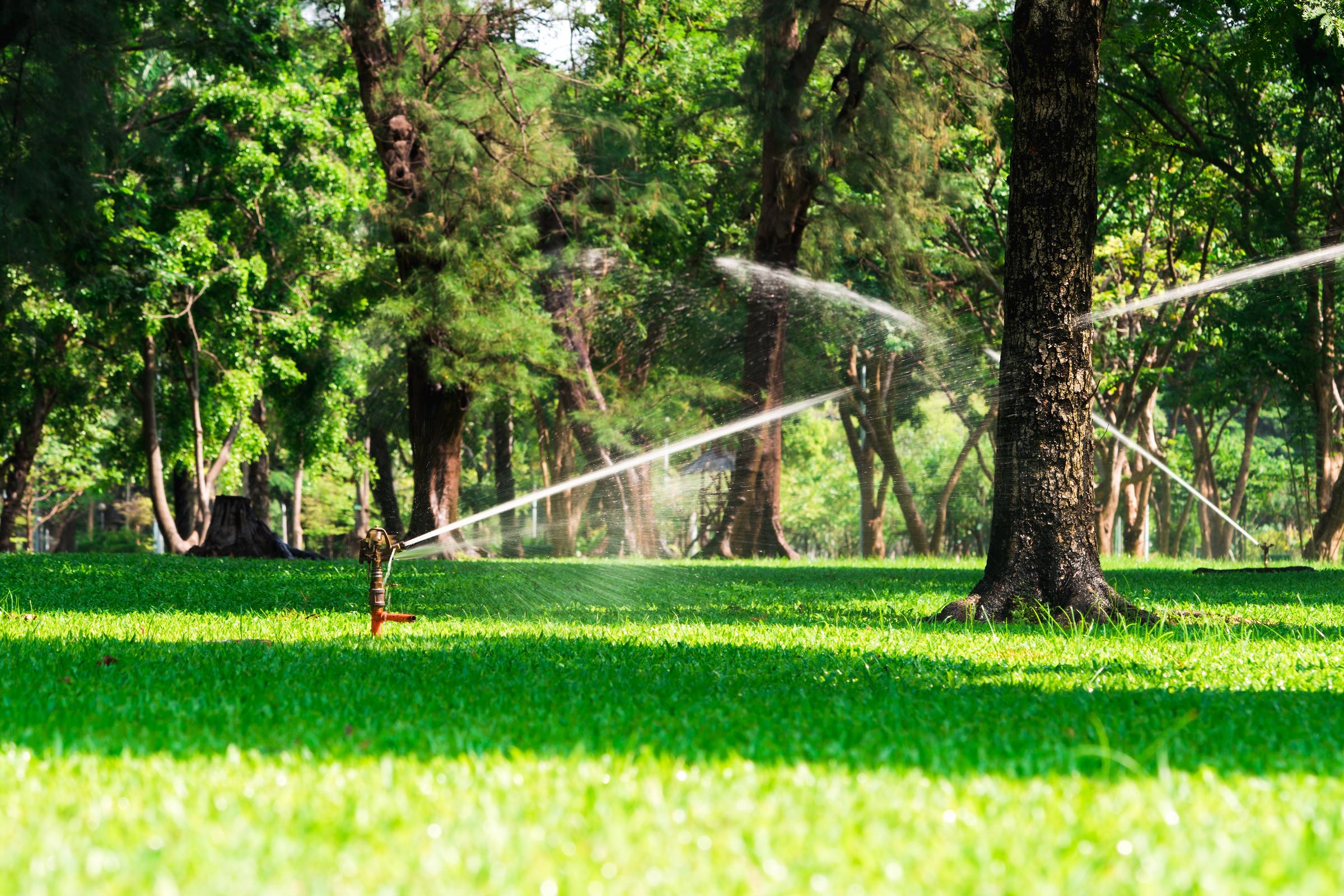 What are Some Effective Ways to Look after Trees in Urban Landscape by Alberta Arborists Issuu