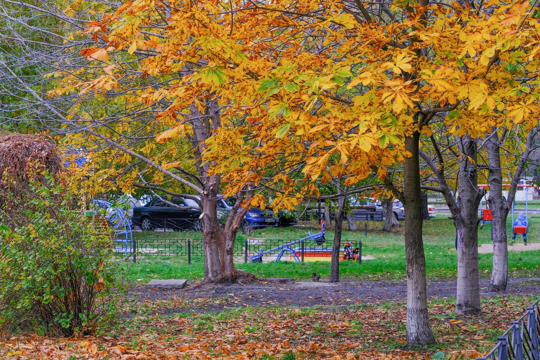What are Some Effective Ways to Look after Trees in Urban Landscape by Alberta Arborists Issuu