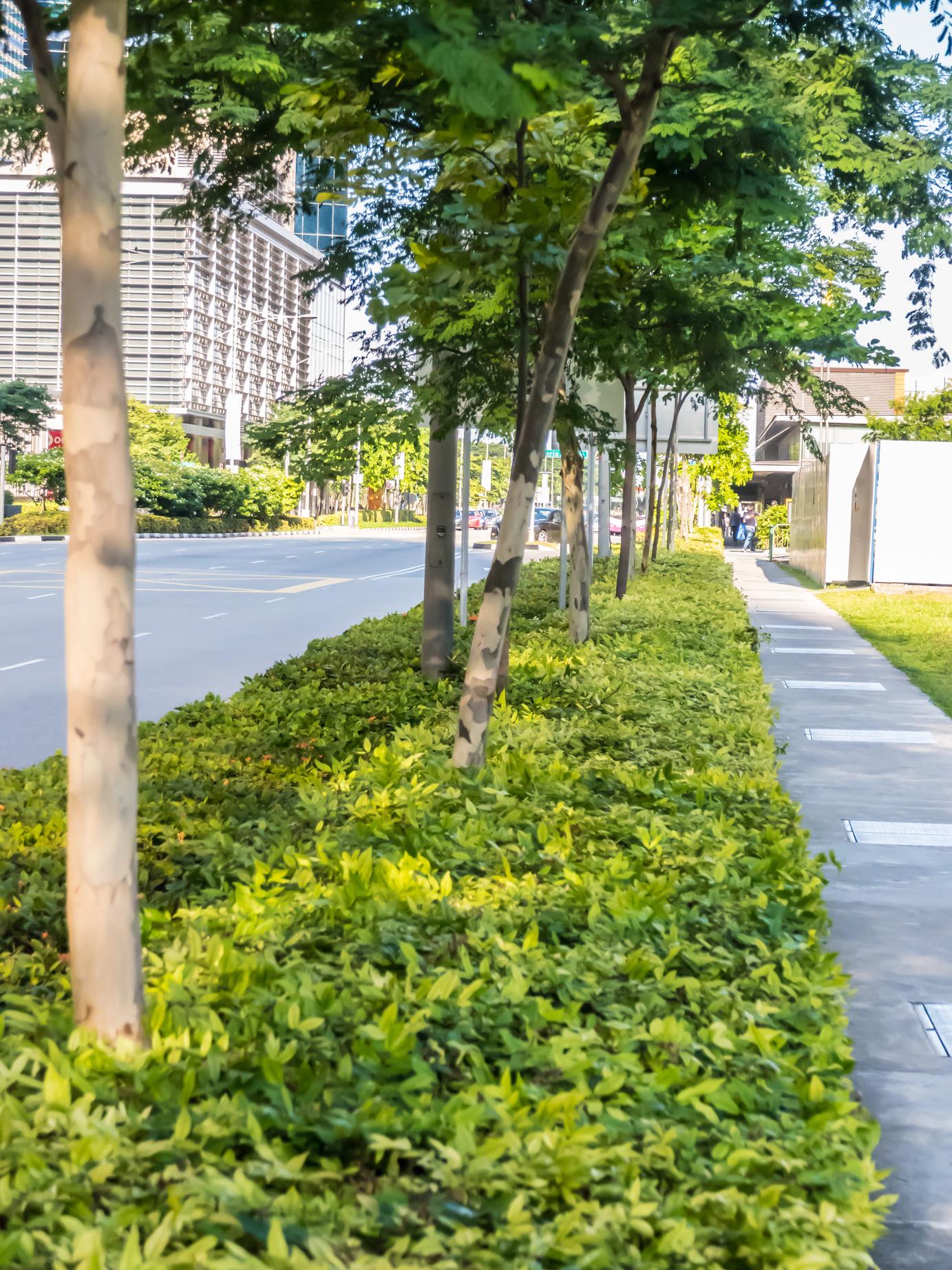 What are Some Effective Ways to Look after Trees in Urban Landscape by Alberta Arborists Issuu