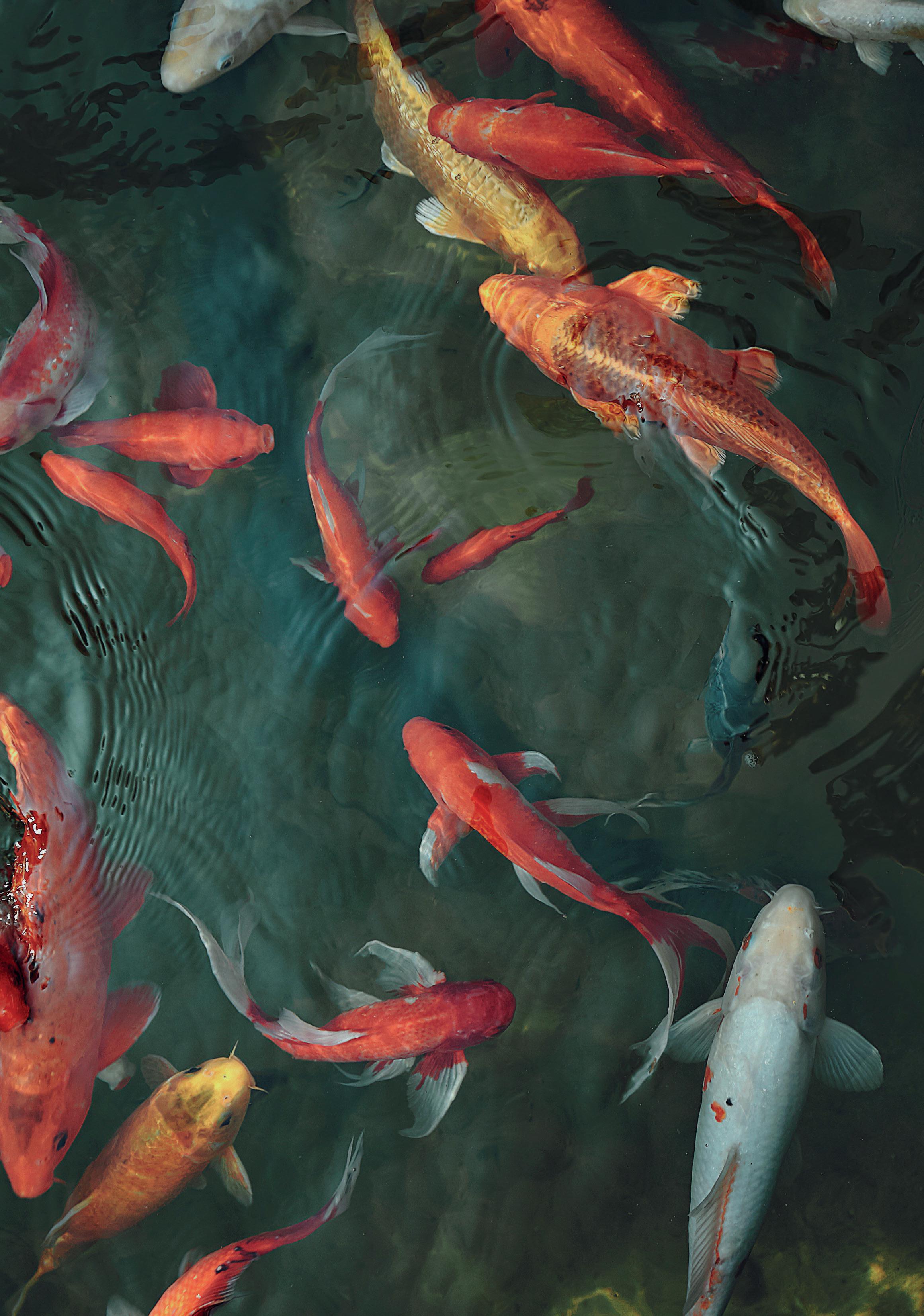 Cover for KEEPER BASICS: POND FISH