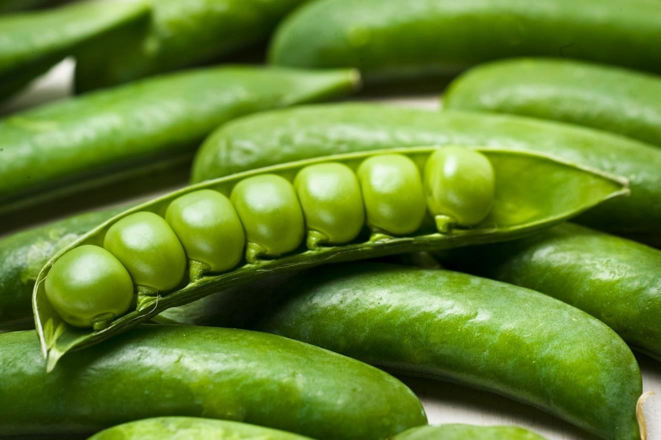 Green Peas Cultivation Seed Varieties, Climate, Fertilizer, Harvesting by Vagad Agro Services
