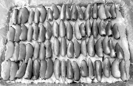 Cover for Scanning - A short guide (LIVErNORTH Leaet 19)