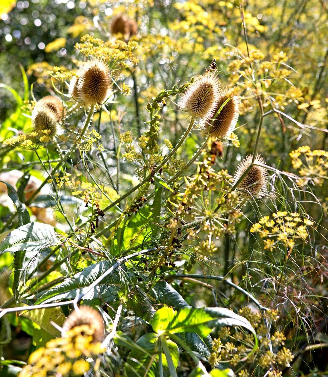 Best Winter-Flowering Plants  BBC Gardeners World Magazine