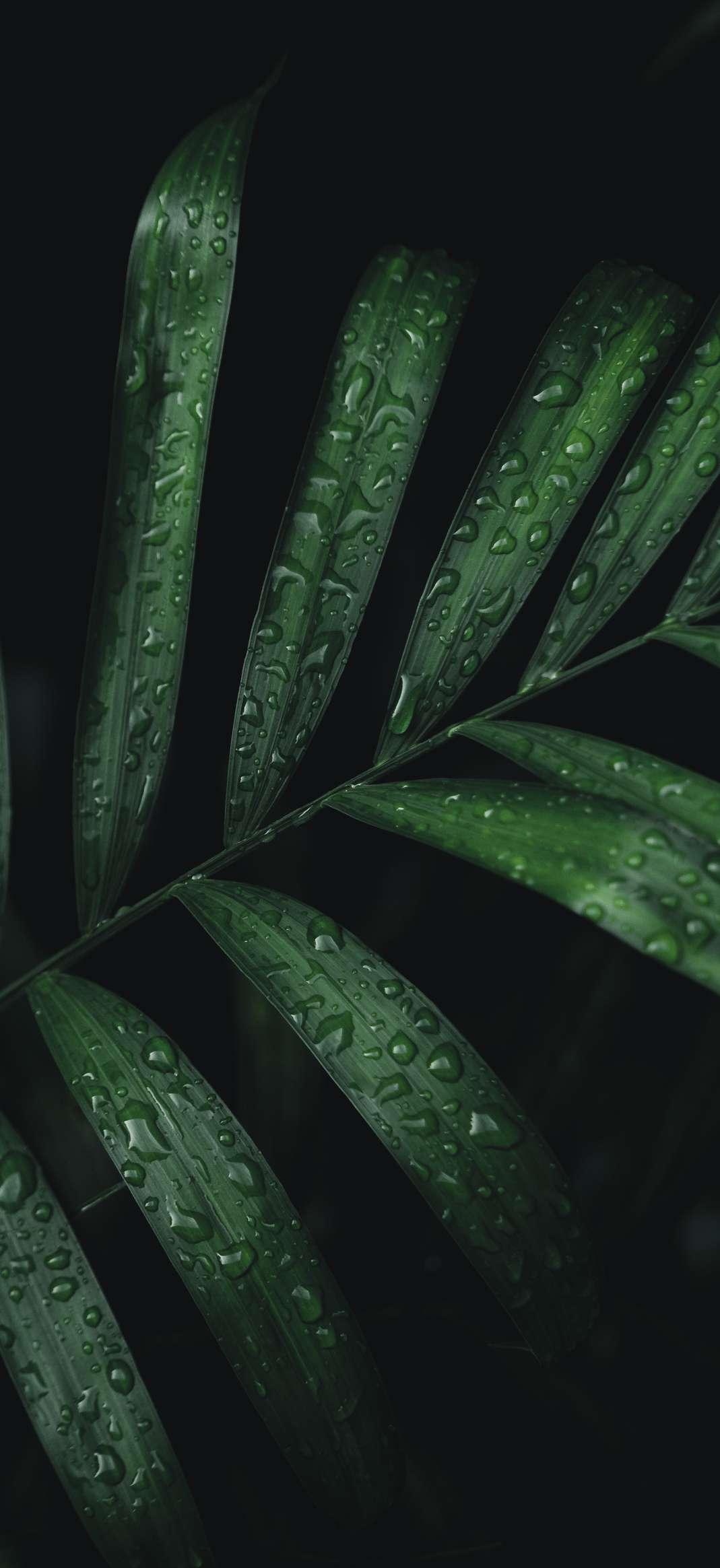 Jardín Francés by Johanna Nicole Almonte Cabrera Issuu