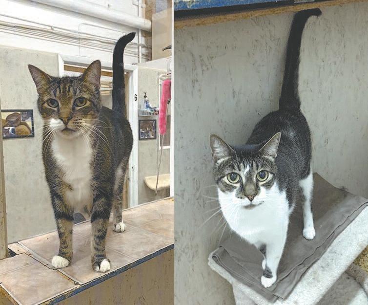 Cover for Cats of the Week