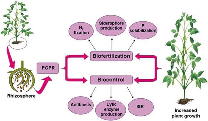 ISOLATION AND CHARACTERIZATION OF POTENTIAL PLANT GROWTH
