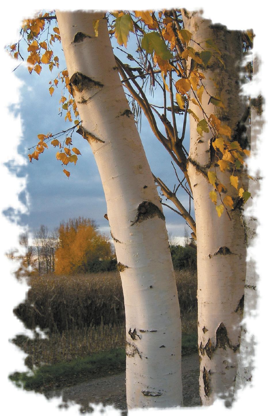 Cover for TU ÁRBOL SEGÚN EL MES DE NACIMIENTO