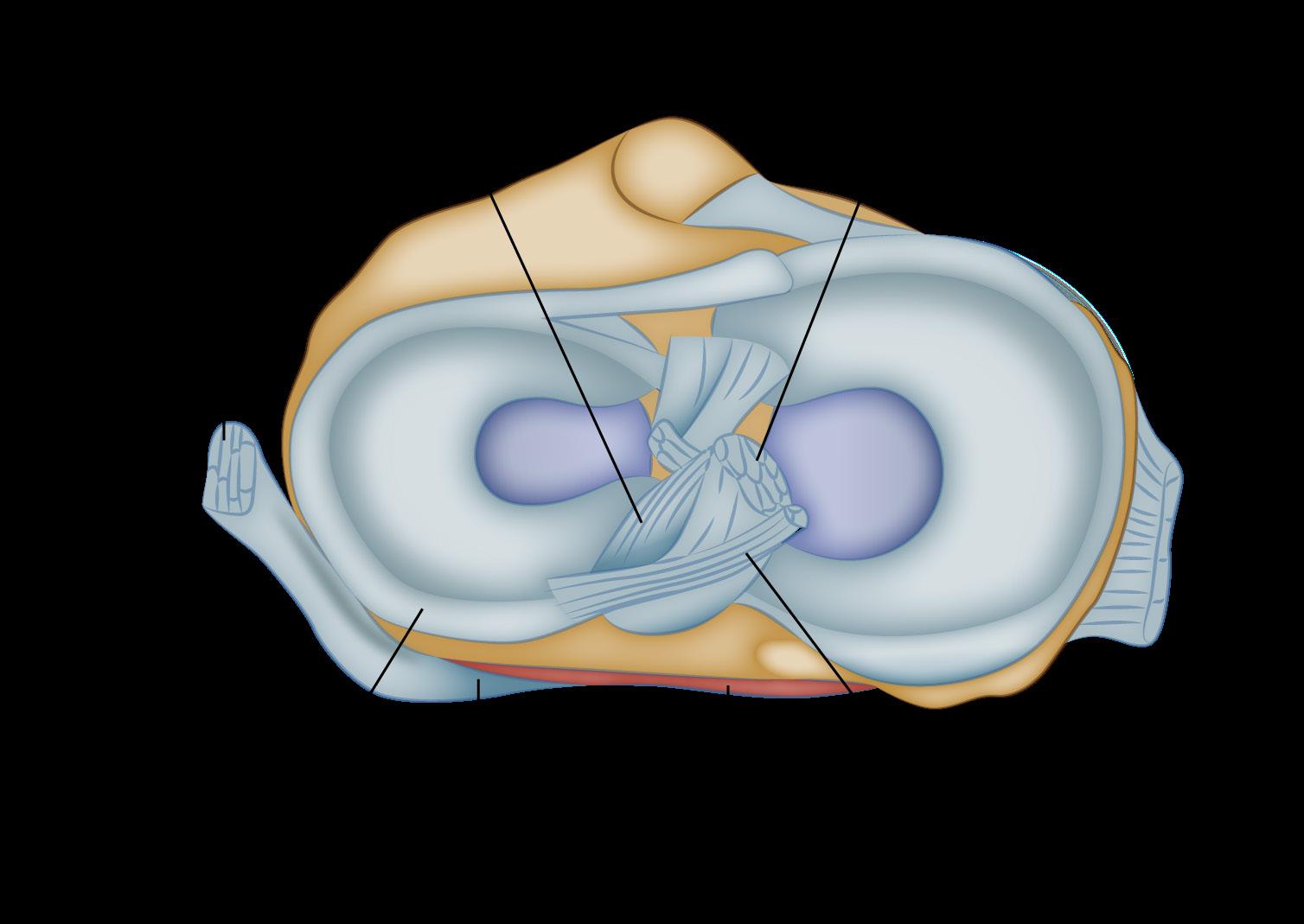 12. LESIONES DE RODILLA - Issuu, image size:1508x1069