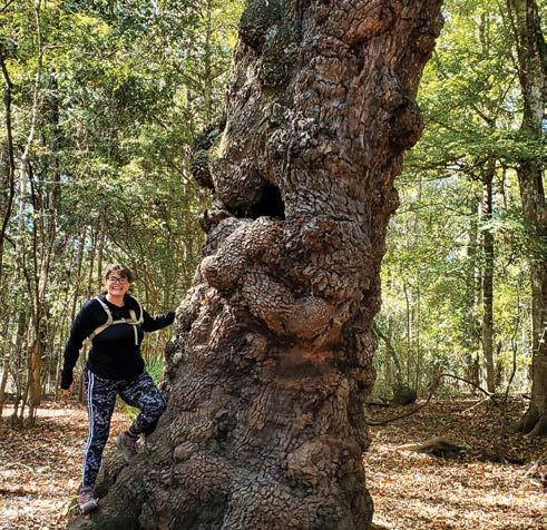 Cover for THE LUMPY OAK