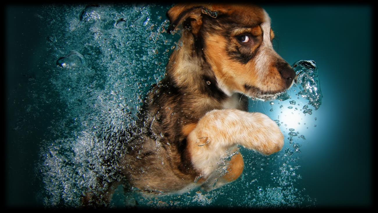 Soothe Your Furry Friend's Aches with Hips and Joints Water for Dogs in