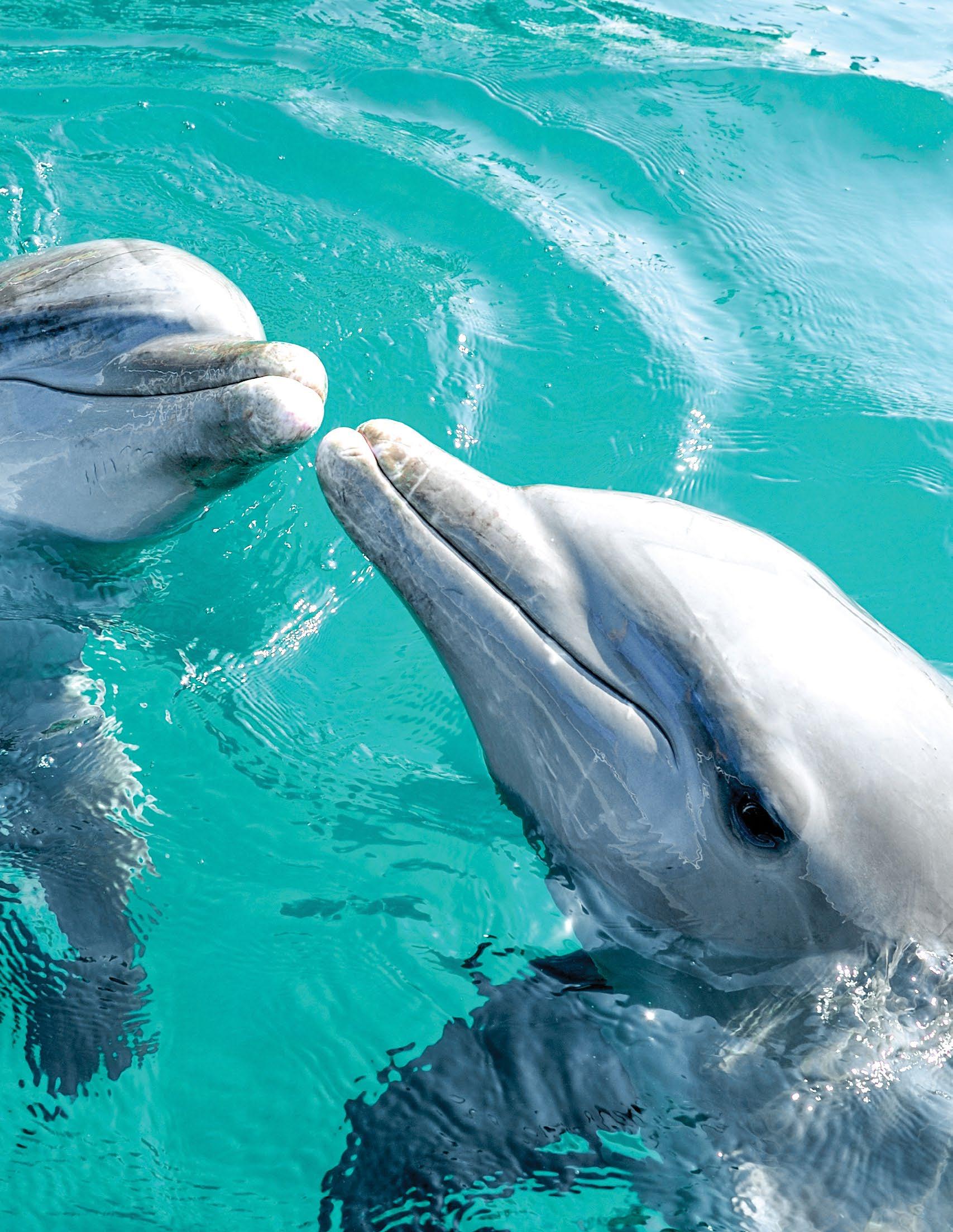 Bahamasair inFlight Magazine Media Kit 2023/2024 by roscoedames Issuu