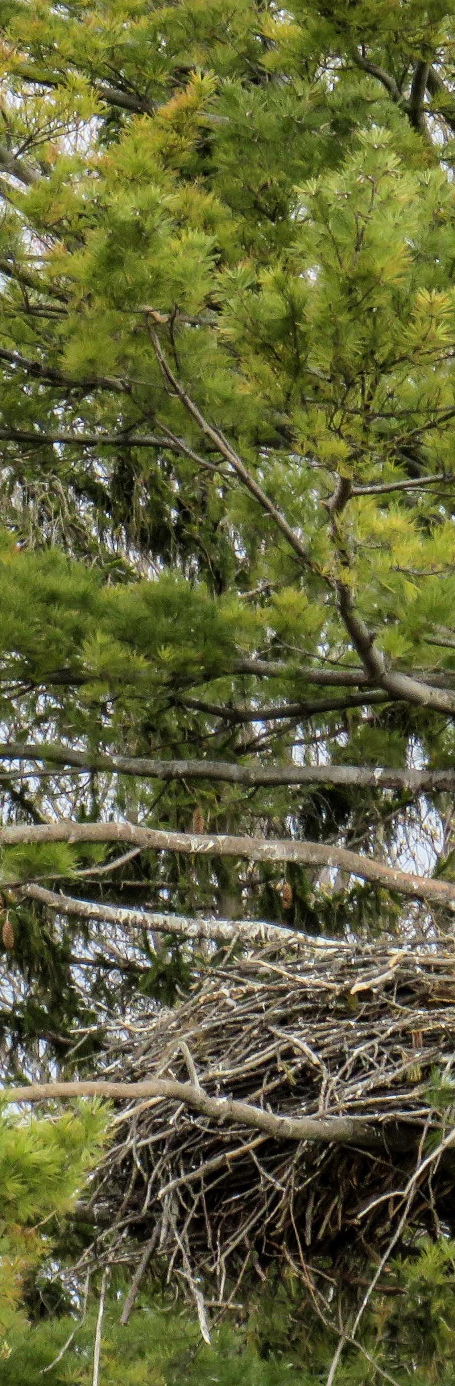 Cover for Is It a Raptor or a Bird of Prey?