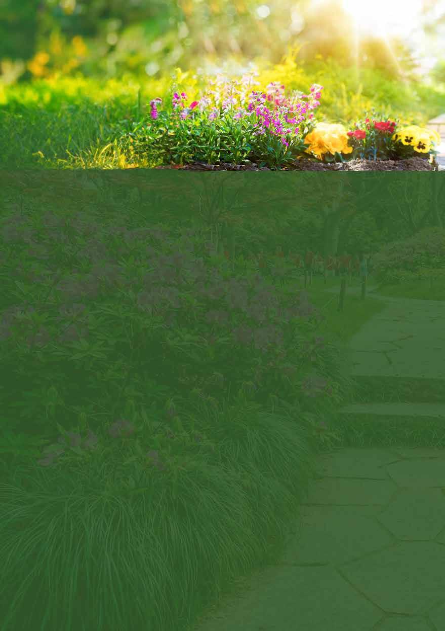 Cover for What to do in the garden in July