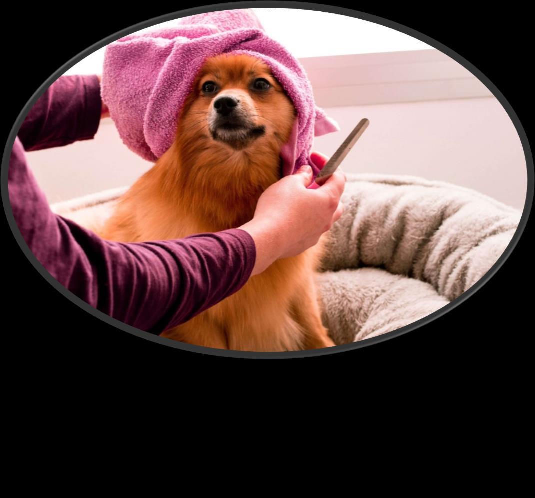 Finding the Best Dog Grooming Near Me by brooklynpetspa01 Issuu