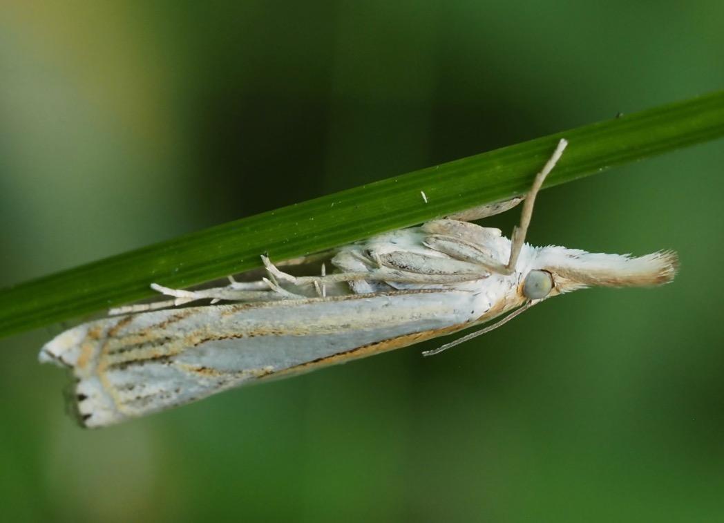 Tamarack Photo Guide: Moth, Grasshopper/Mantis by SPLATnaturepreserve ...