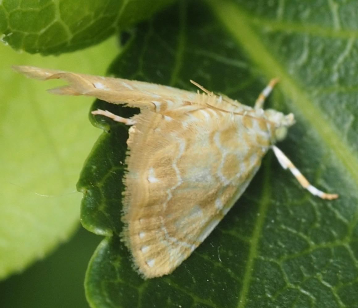 Tamarack Photo Guide: Moth, Grasshopper/Mantis by SPLATnaturepreserve ...