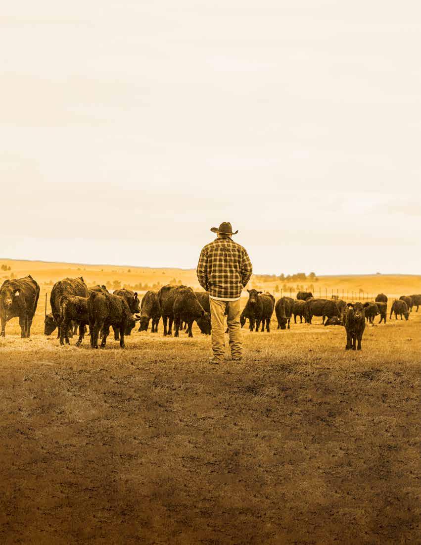 GREEN MOUNTAIN ANGUS RANCH