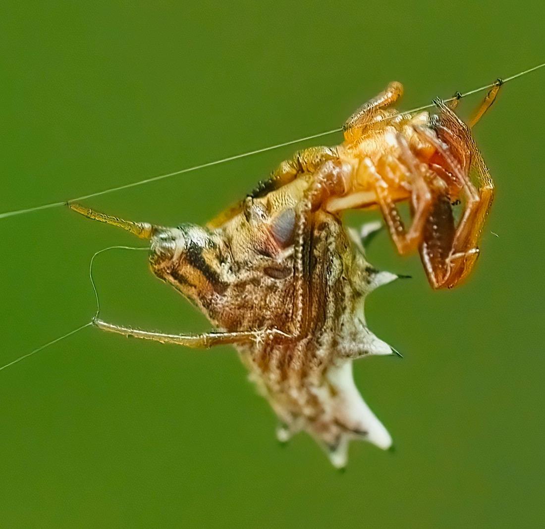 Tamarack NP Photo Guide: Mushroom, Spider, Fly by SPLATnaturepreserve ...