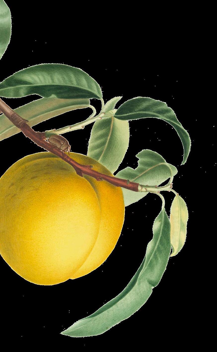 Eat with the Season