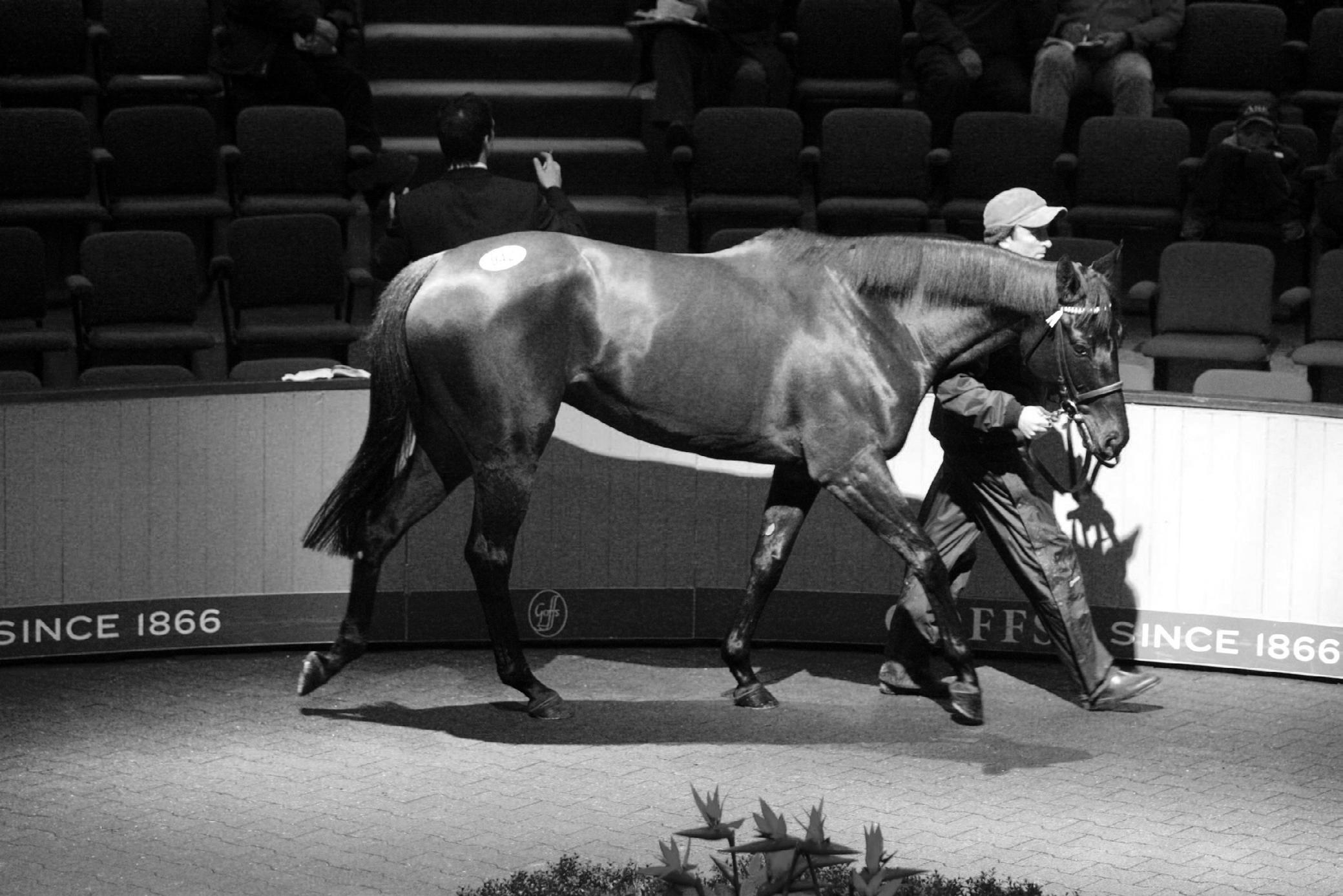 Goffs November Breeding Stock Sale Ireland's Showcase by Goffs Issuu