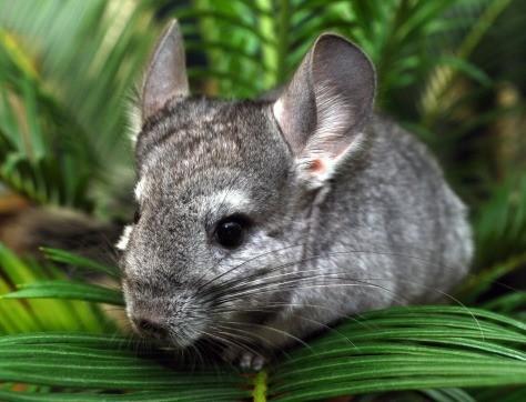 chinchilla logan by chinchillaln - Issuu