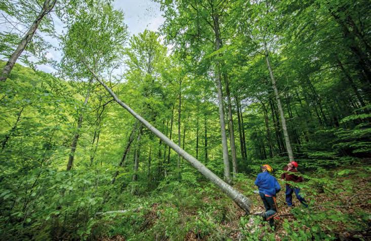 Article from: Furniture & Joinery Production #353