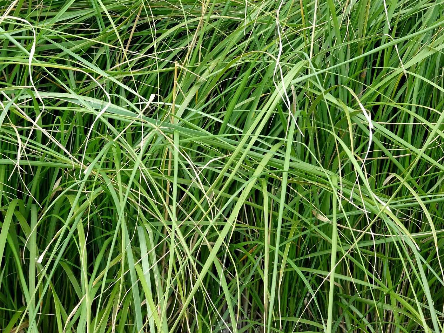 Bahia Grass Allergy Symptoms,Treatment & Foods to Avoid by Frontier