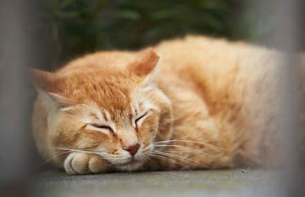 Cover for Best campus animal: Cheeto