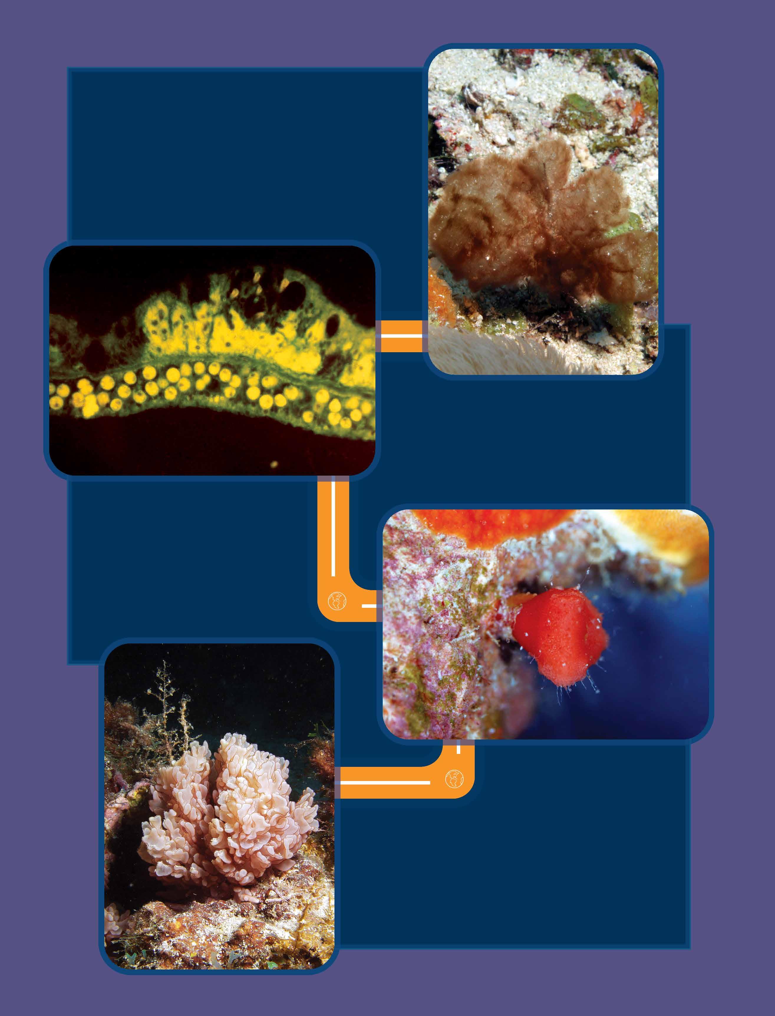 La clasificación de los animales - GUÍA DE APRENDIZAJE, image size:2630x3450