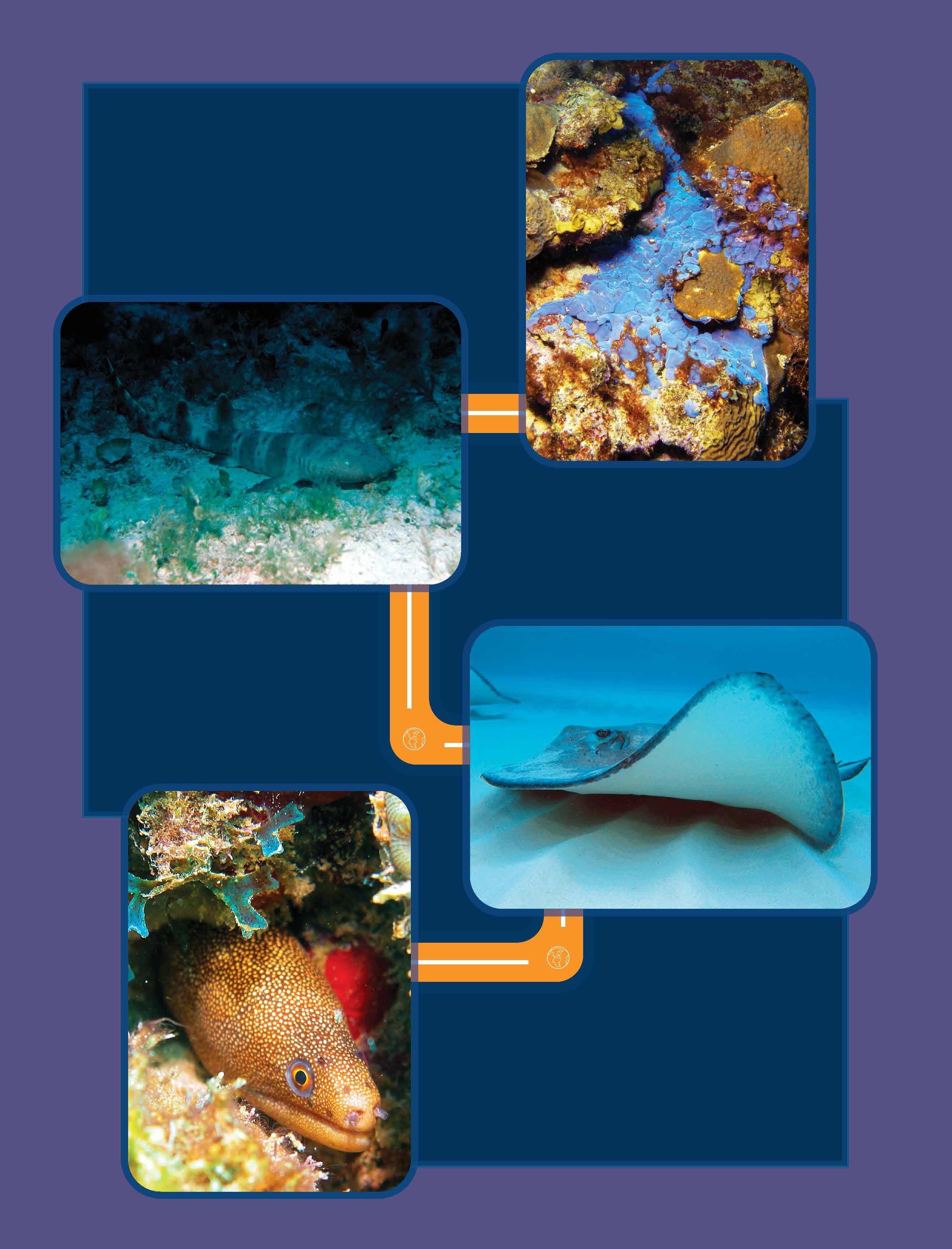 Vertebrata - Wikipedia, la enciclopedia libre, image size:2630x3450