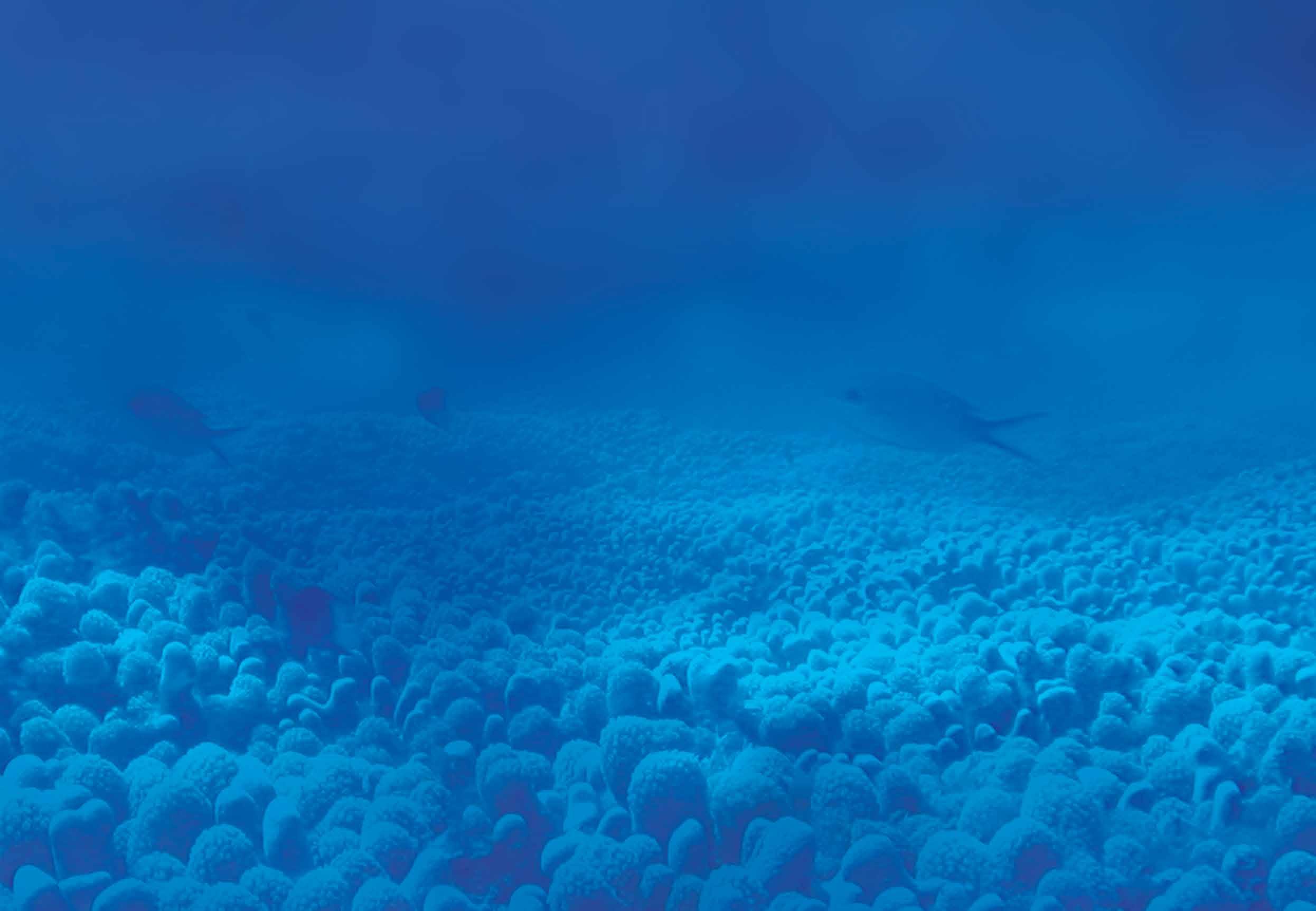 Los Arrecifes de Coral by Puerto Rico Sea Grant - Issuu, image size:2492x1725