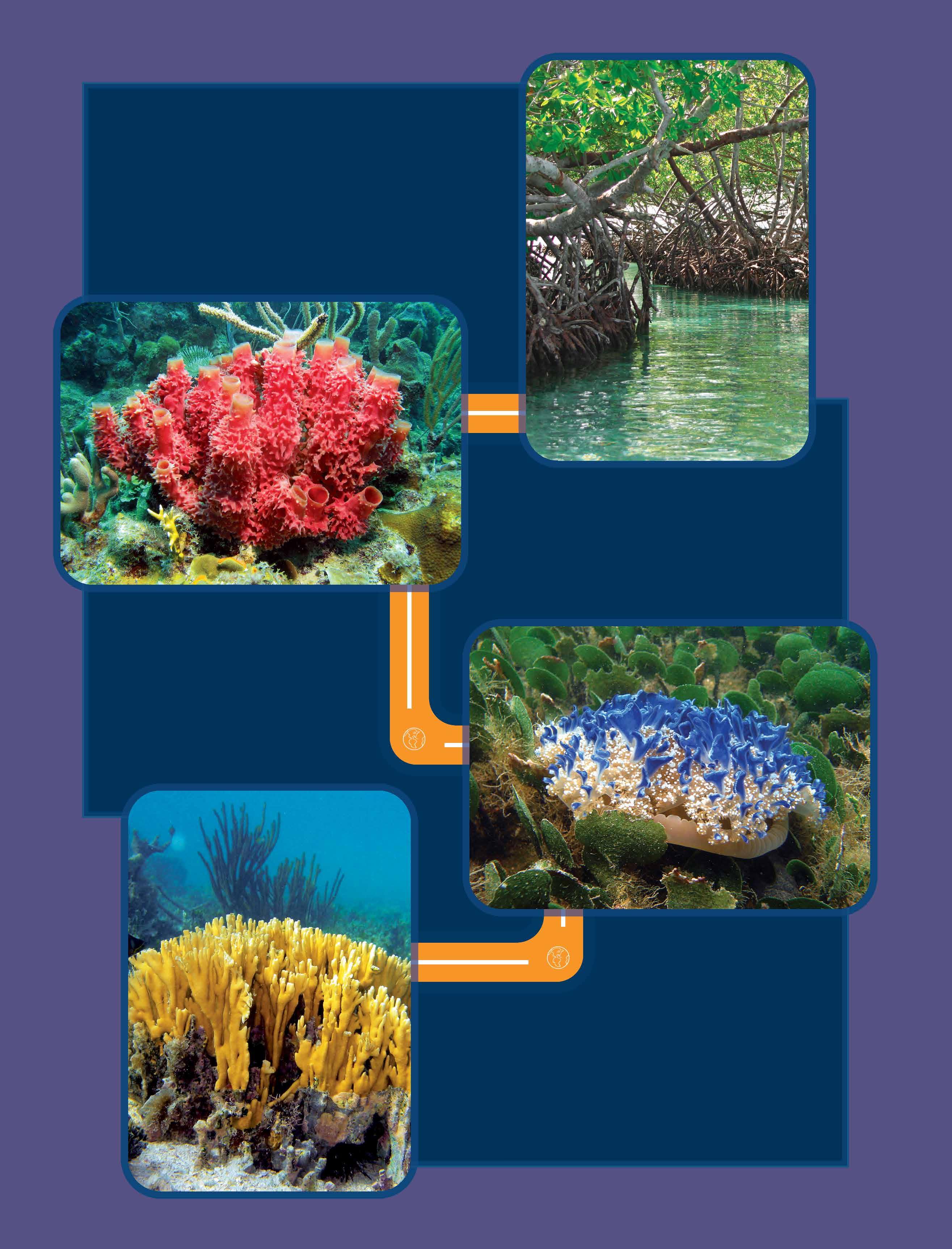 1.- ELS PROTOCORDATS | Les Ciències de la Natura del Llidó, image size:2630x3450