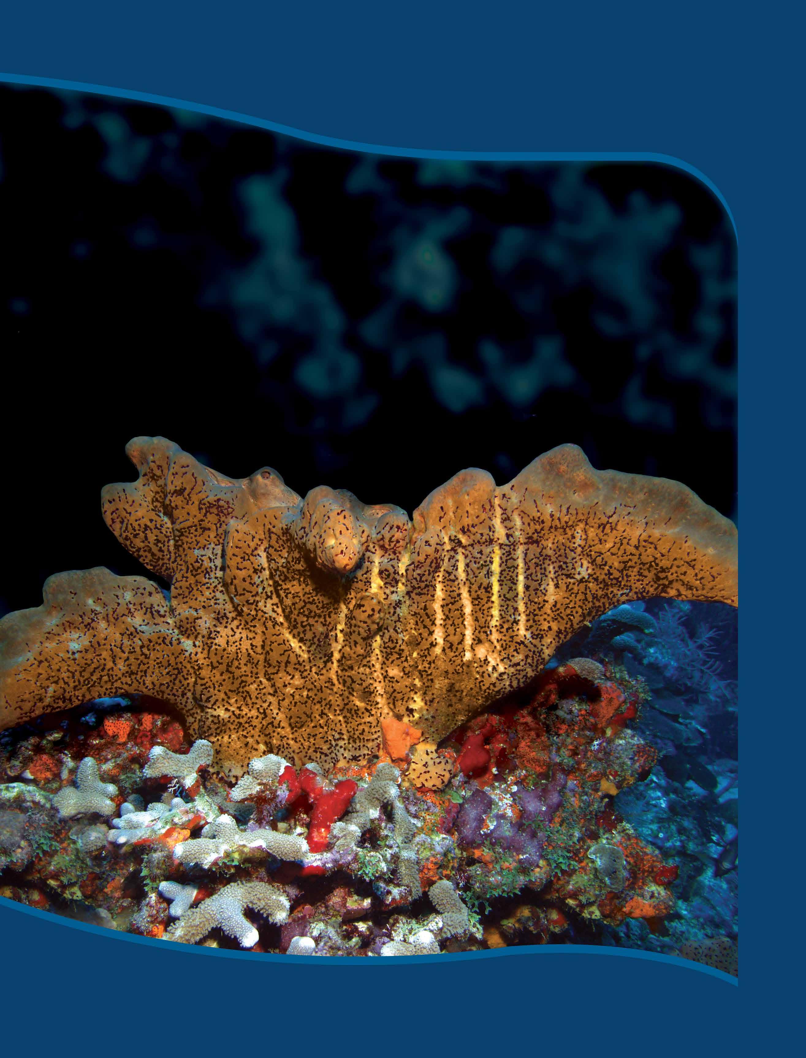 Papel Pintado - Peces de arrecife tropical en agua azul claro, image size:2630x3450