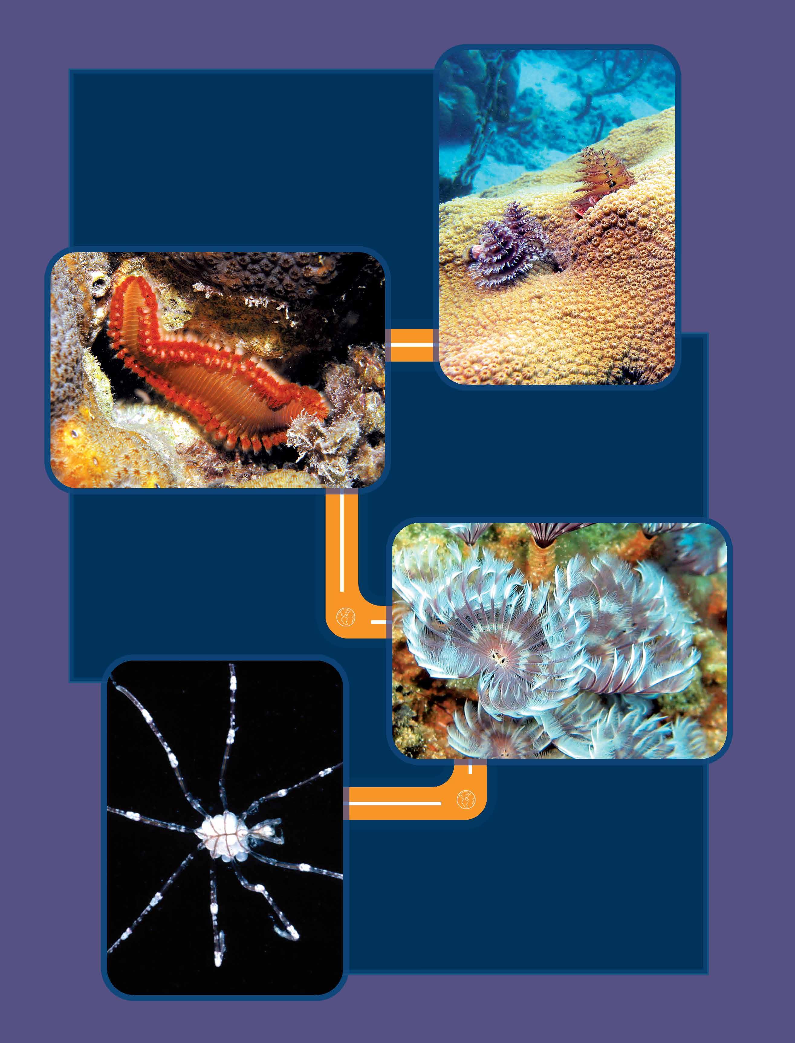 Deuterostomia - Wikipedia, la enciclopedia libre, image size:2630x3450