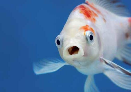 Cover for WHAT’S IN YOUR WATER?