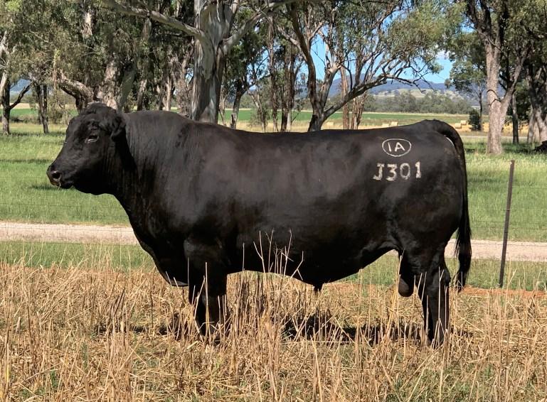 2023 Exton Angus Bull Sale Catalogue by ExtonAngus Issuu