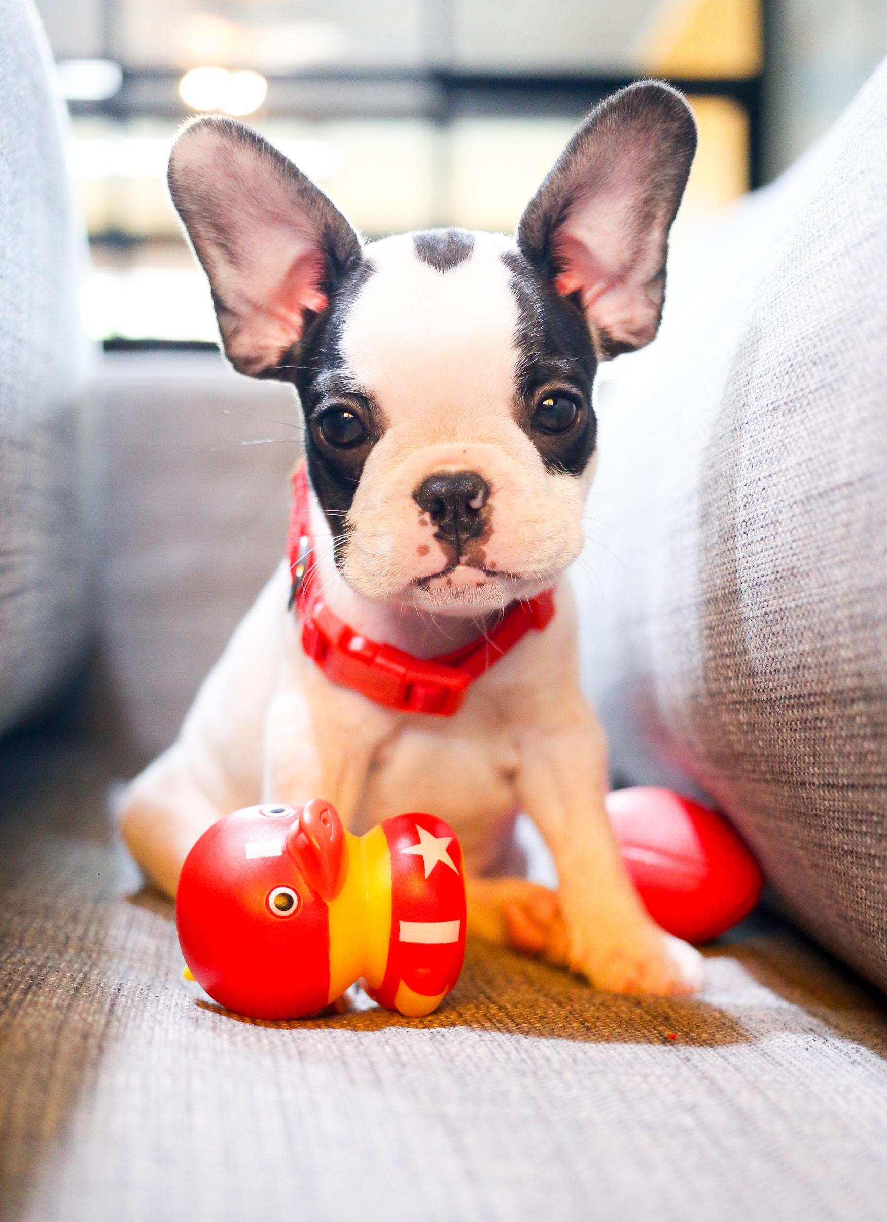 Cover for Štene - novi ravnopravni član porodice