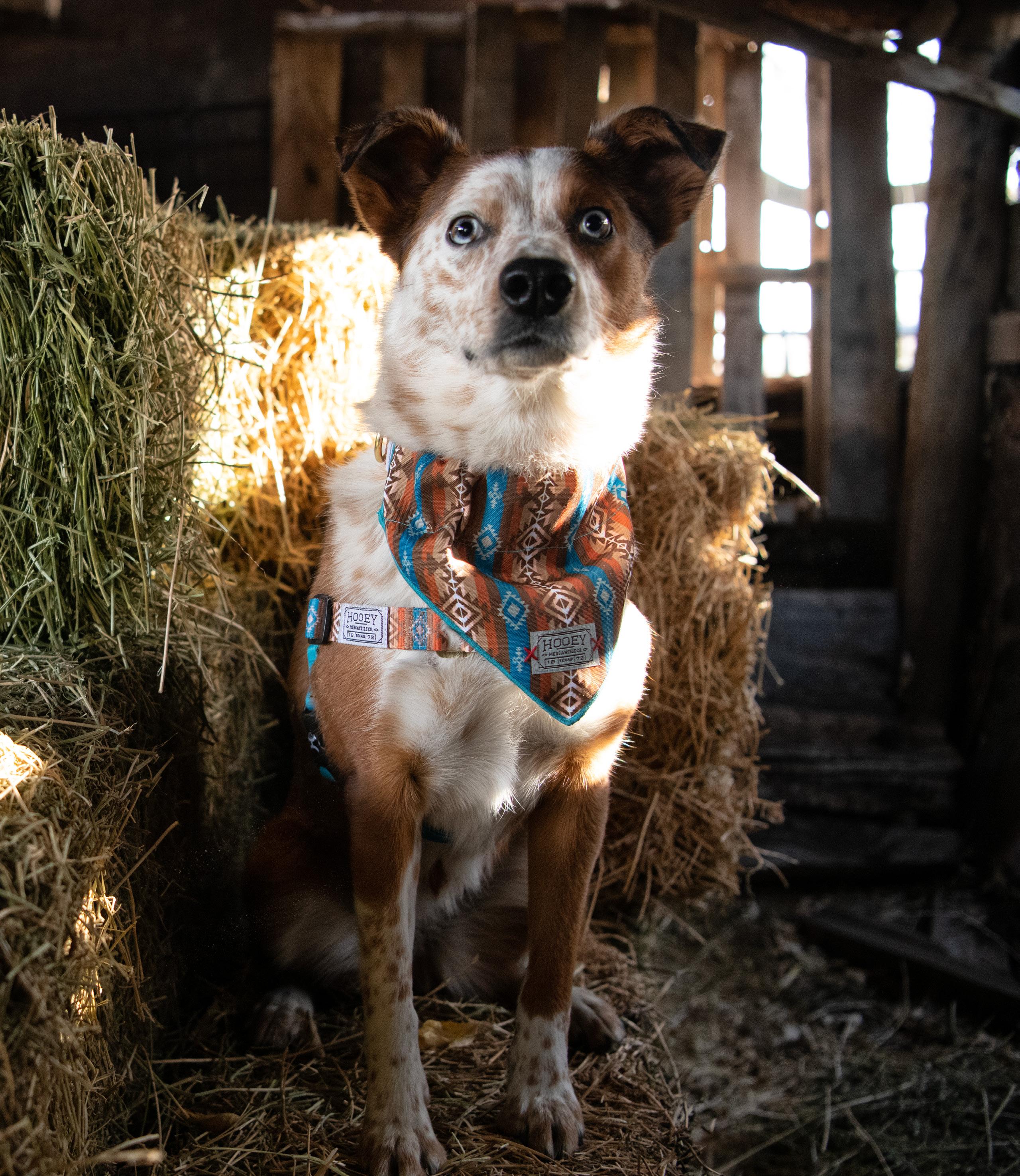Spring 2024 Hooey Pet Catalog by Signature Products Group Issuu