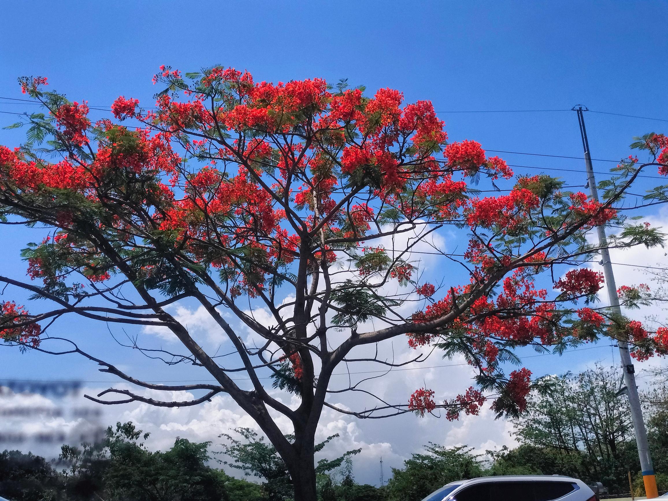The Arbol Magazine. Volume 1, Issue 2 by The Arbol Magazine - Issuu