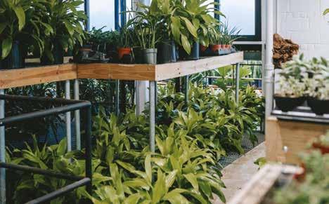 Cover for LO SVILUPPO DEL FLOROVIVAISMO IN ITALIA