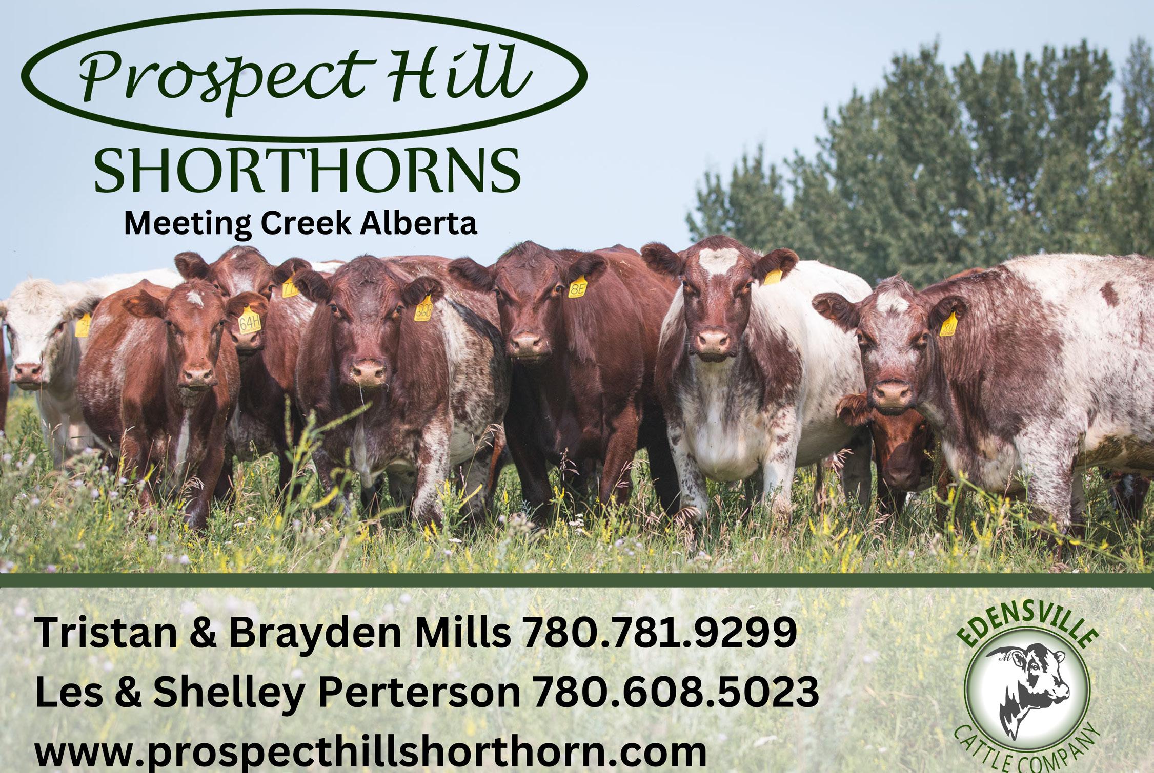 The Canadian Shorthorn Report by shorthornreport Issuu