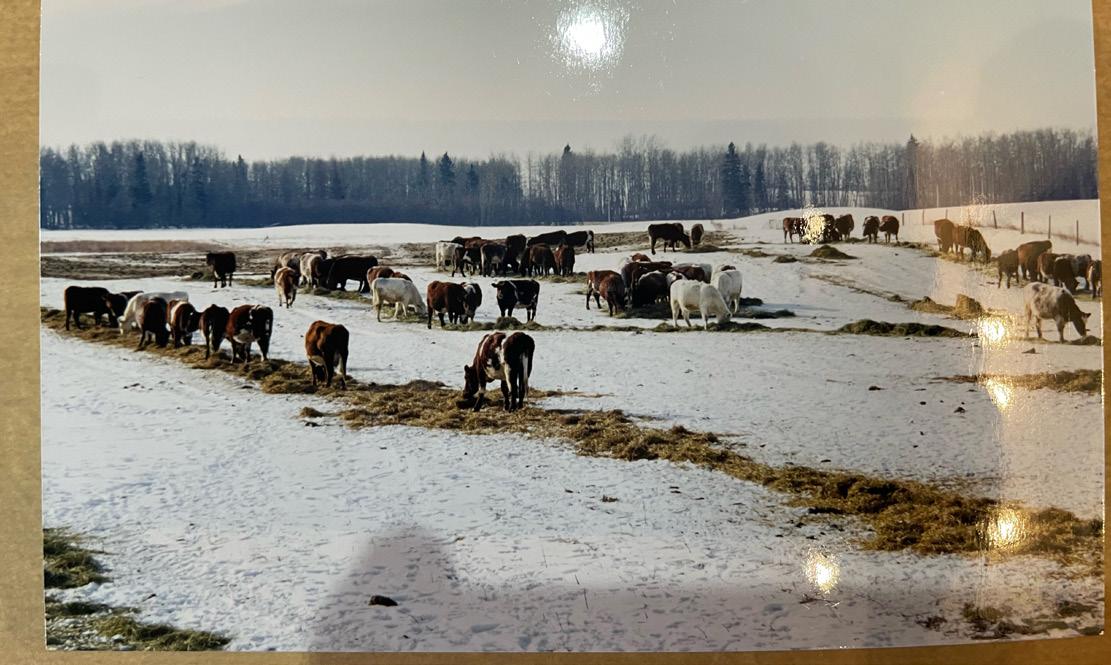 The Canadian Shorthorn Report by shorthornreport Issuu