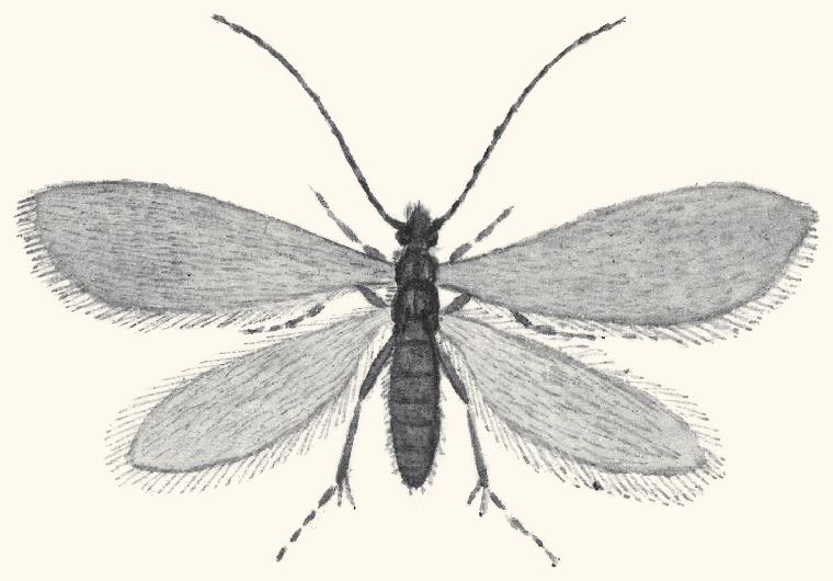 Cover for SMOOTH-CASED CADDIS