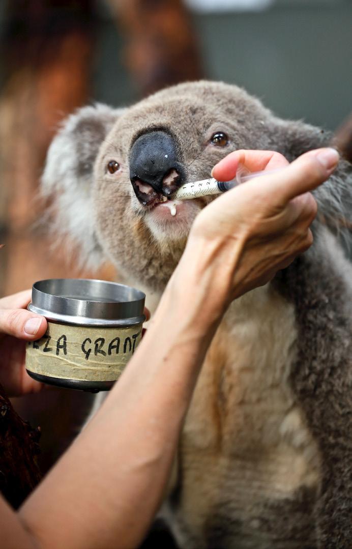 WHY it's going to be a BIG YEAR for our KOALAS.